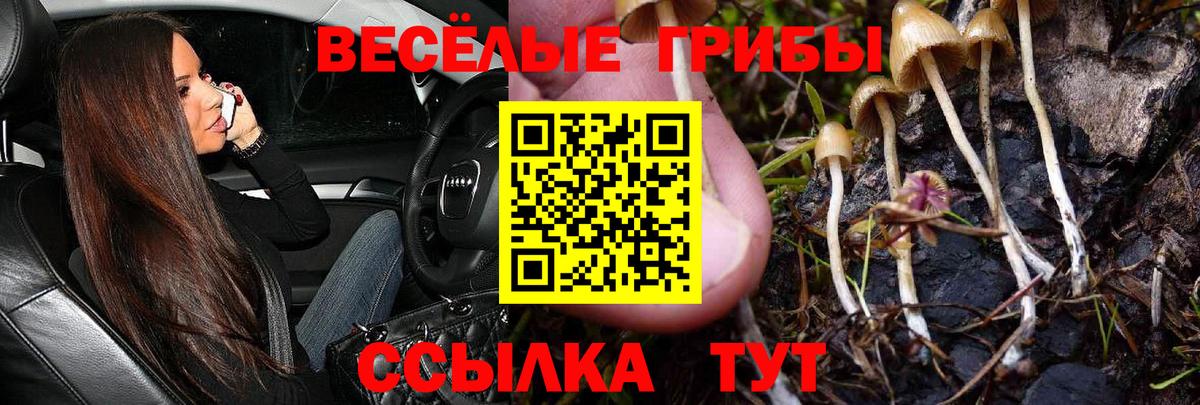 Галлюциногенные грибы прущие грибы  Псилоцибиновые грибы мицелий  Вход с VPN  Канск 